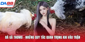 đá gà Thomo